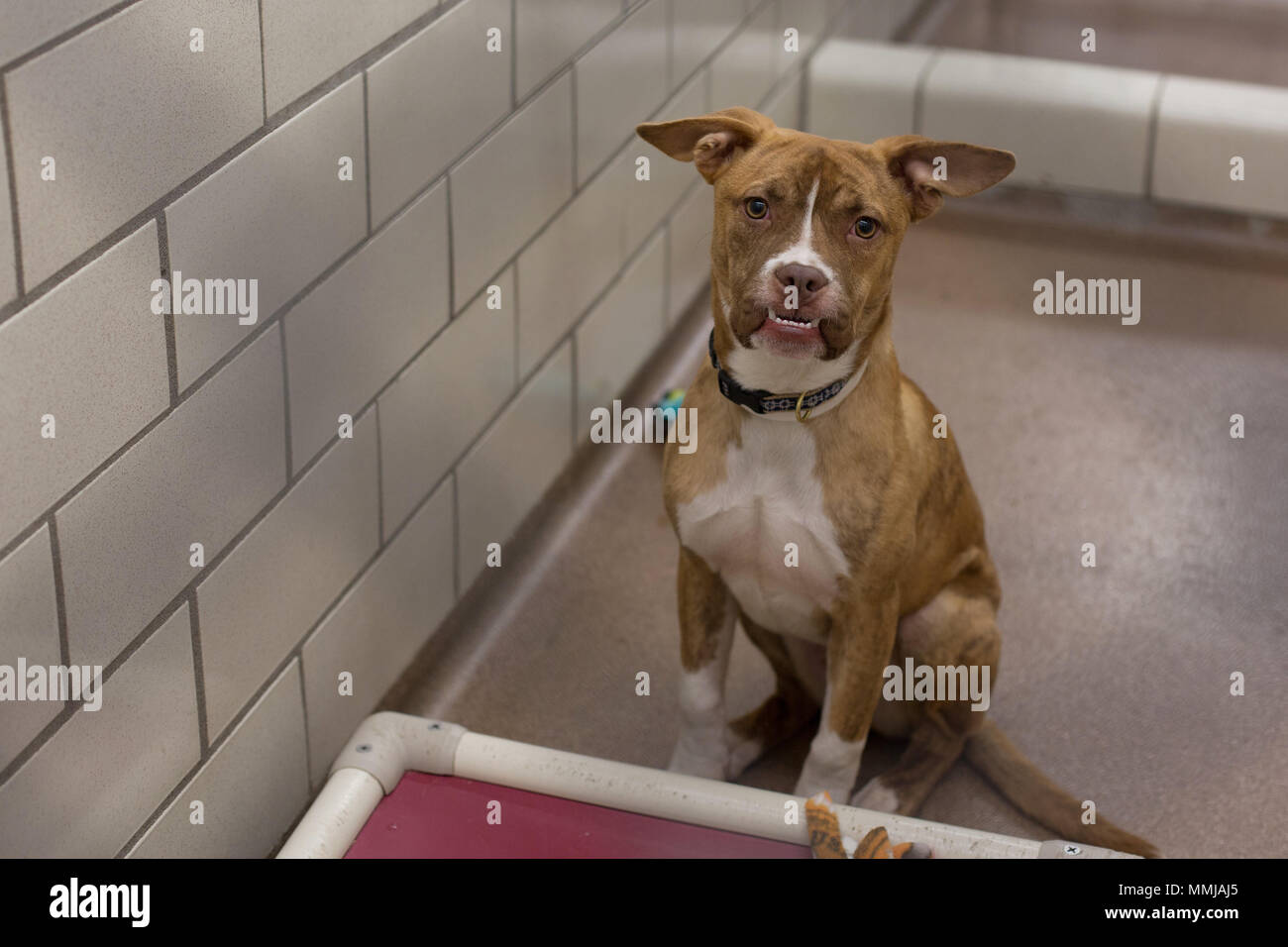 Un mix di pitbull shelter cane con un simpatico underbite. Foto Stock