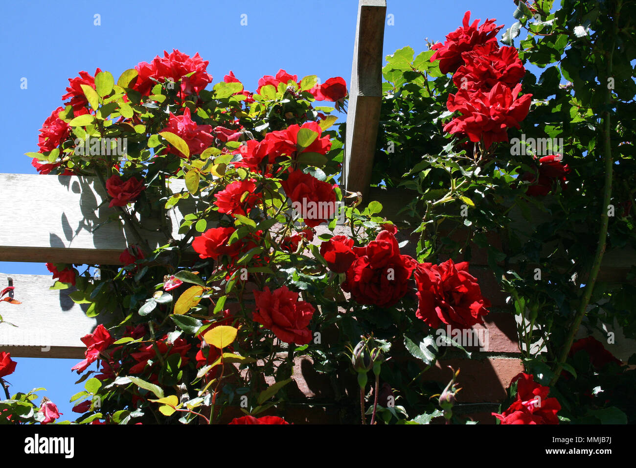 Red rose rampicanti (rosa) oltre il giardino di legno pergola, Sydney, Australia Foto Stock