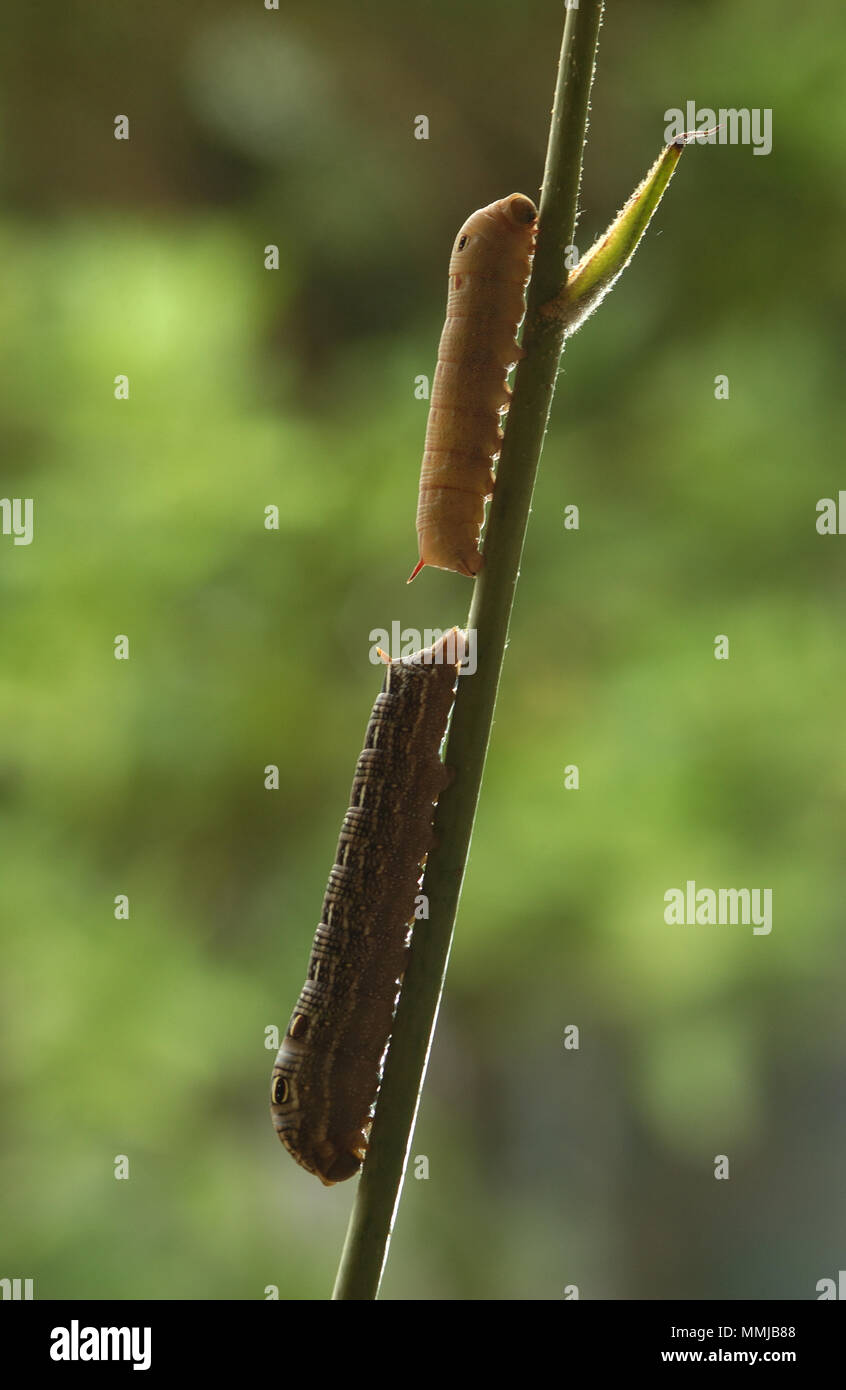 Prima vista di una crisalide immatura e di una crisalide adulta (ordine Lepidoptera) su uno stelo di pianta. Foto Stock