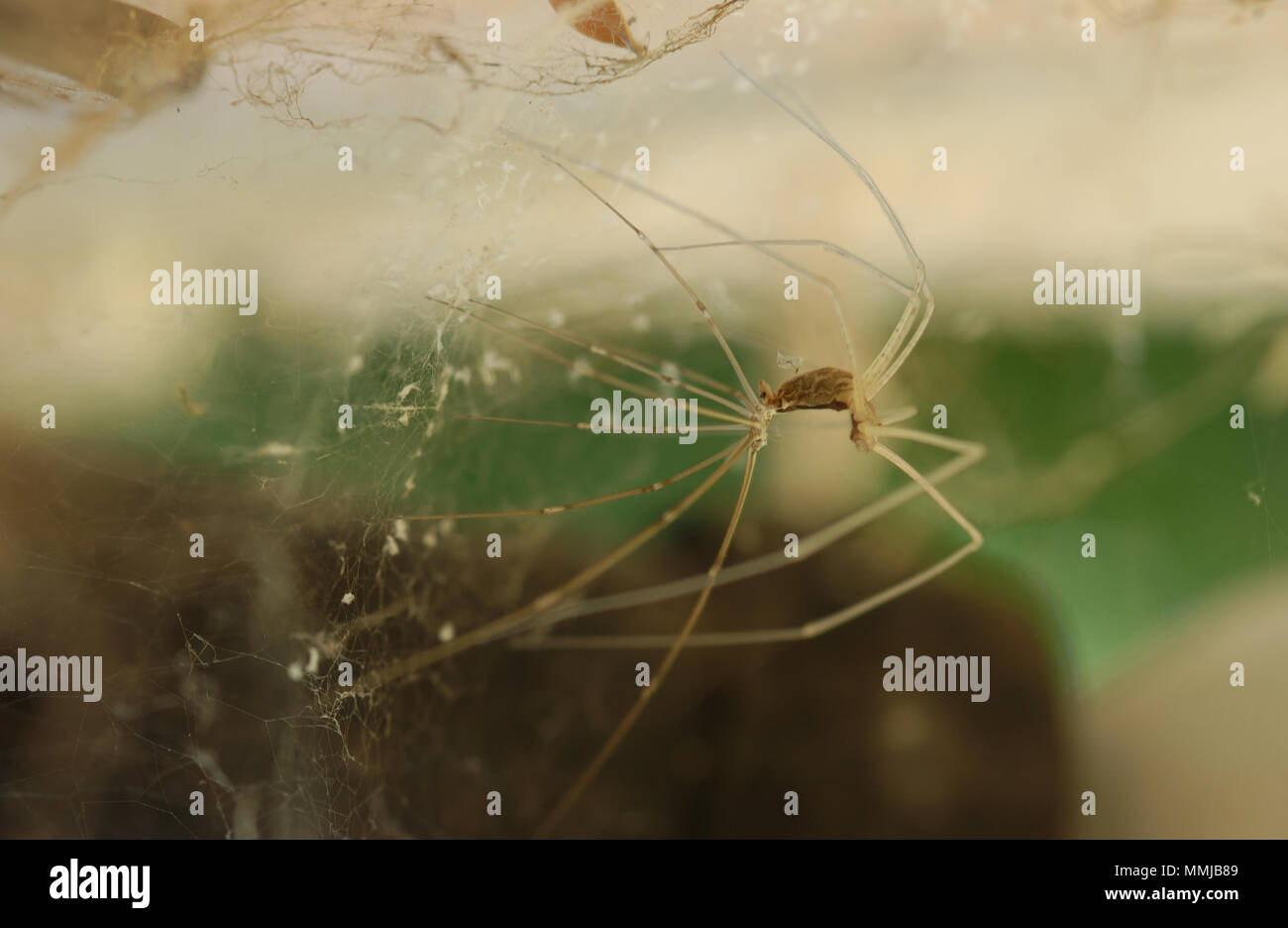 PRIMA VISTA DI UN RAGNO PADRE LUNGO (PHOLCUS PHALANGIOIDES) NELLA SUA RETE. NOTO ANCHE COME RAGNO DI CANTINA O SPIDERA COSMOPOLITA. AUSTRALIA OCCIDENTALE. Foto Stock