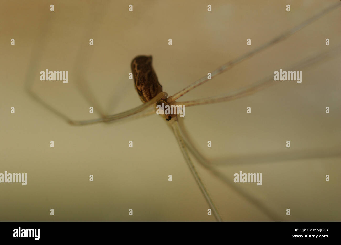 Pholcus phalangioides comunemente chiamato daddy long-gambe spider, capostipite di lungo le gambe spider, falegname spider, daddy long-legger o vibrare spider Foto Stock
