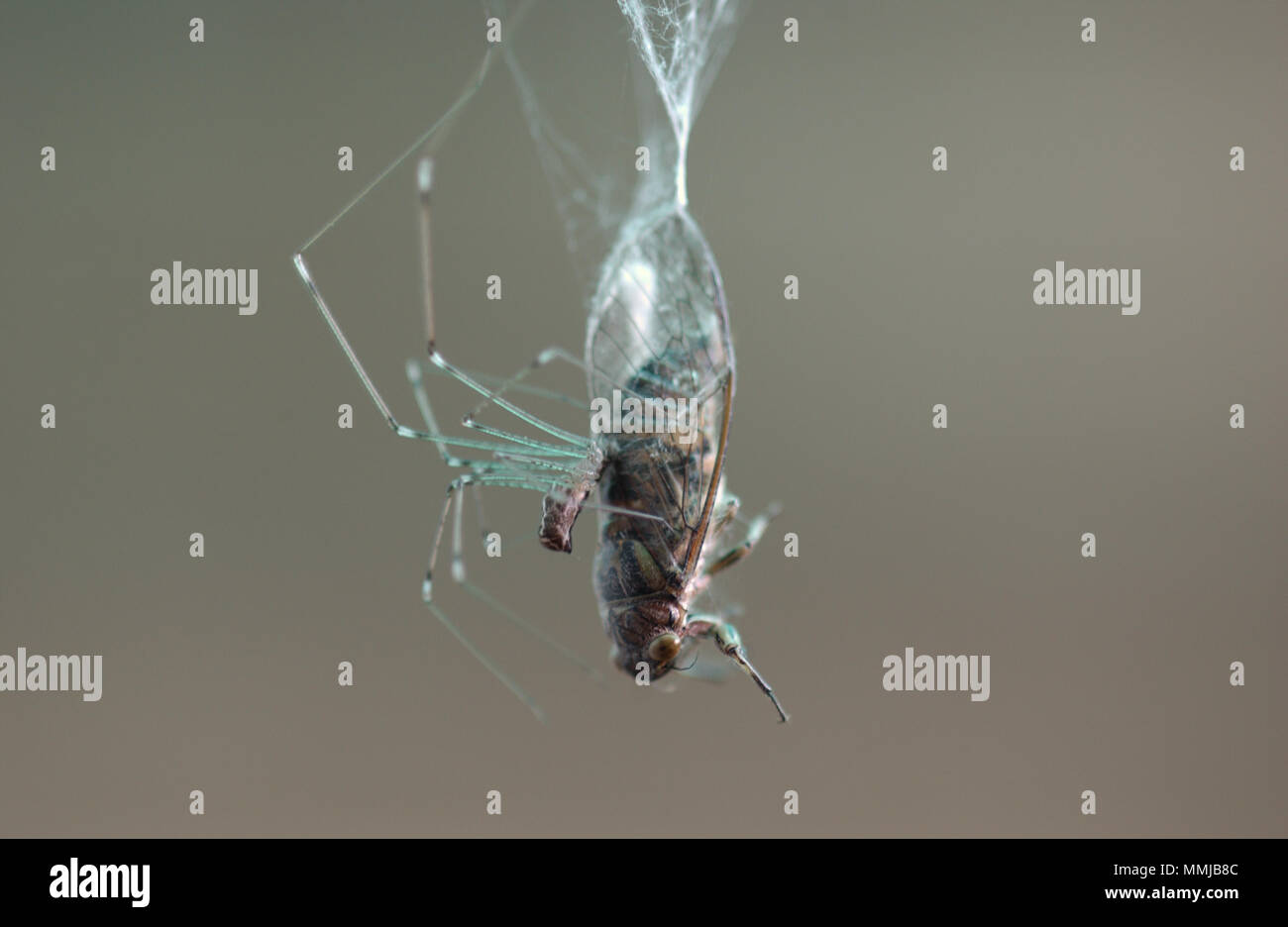 Ragno padre lungo (Pholcus phalangioides) con una cicala che ha catturato, che avvolge in seta e poi infligge il morso fatale. Foto Stock
