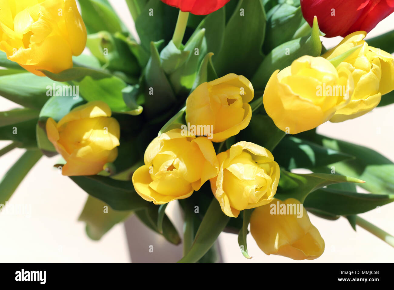 Vista dettagliata del rosso e tulipani gialli in un vaso. Fotografato durante una giornata di sole su un tavolo con il bianco /grigio Sfondo. Molto graziosi fiori per la primavera Foto Stock