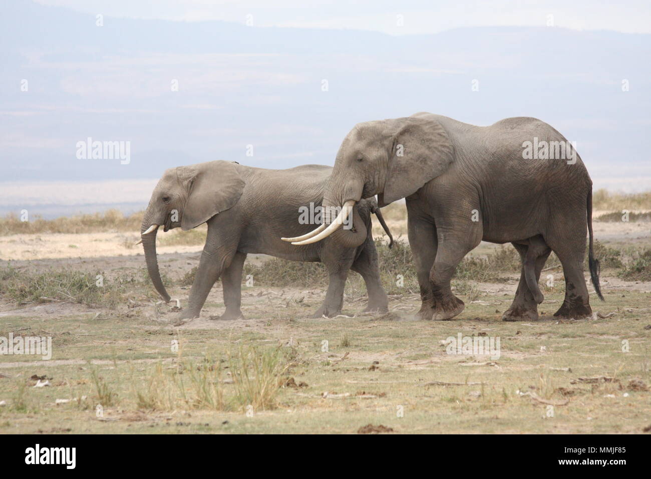 Una coppia di elefanti passeggiando attraverso Amboseli National Park Foto Stock