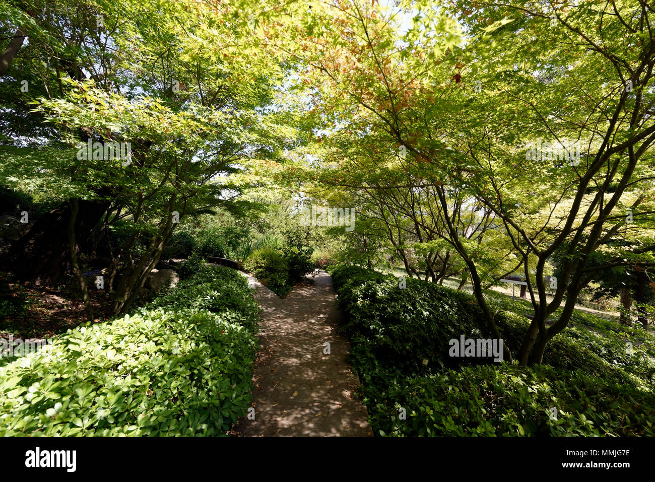 La sezione del giardino giapponese con Acer alberi, Orto Botanico di Roma o a Roma il giardino botanico. Il giardino giapponese è stato progettato secondo la Foto Stock