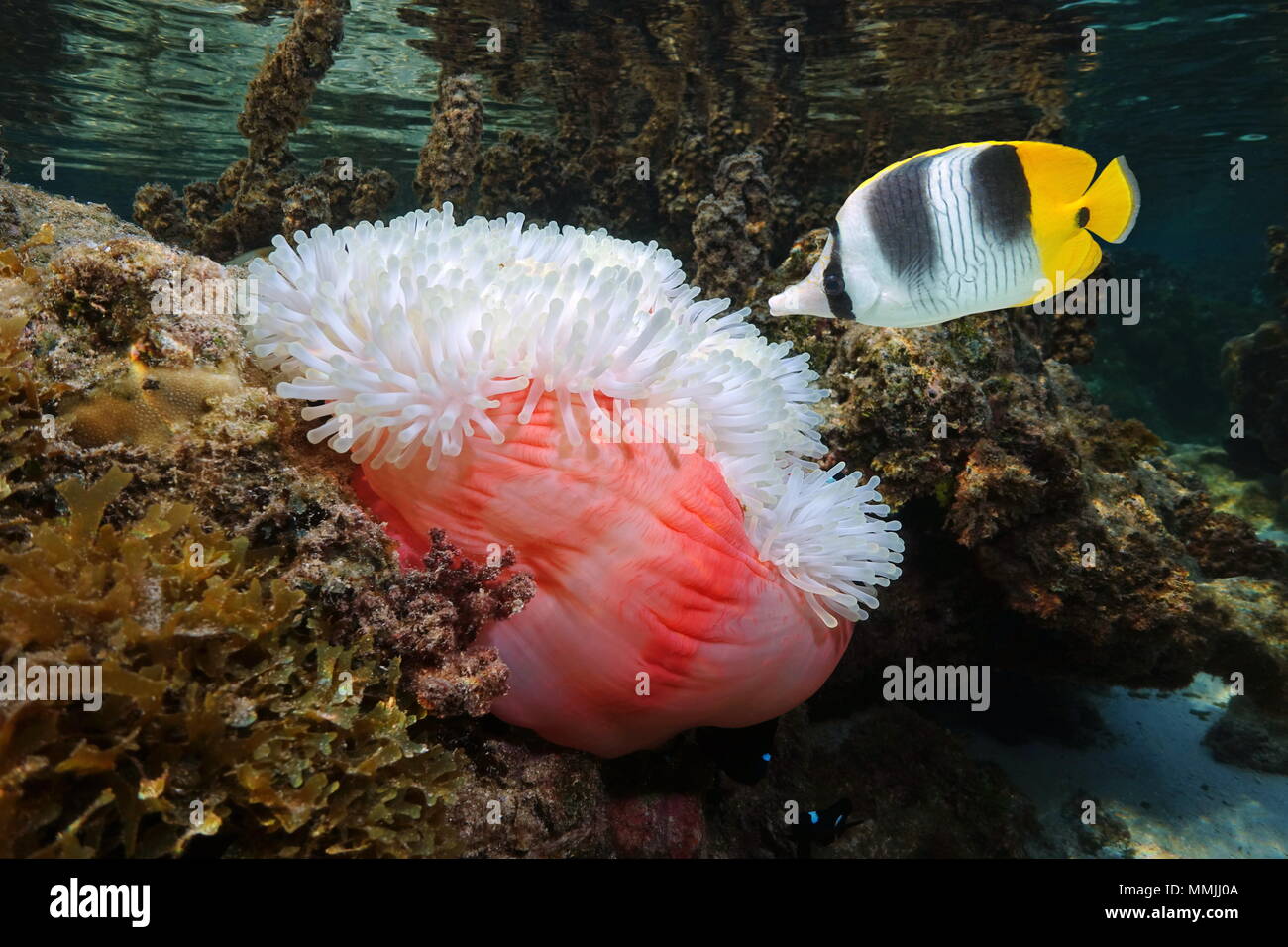 Un pesce tropicale del Pacifico a doppia sella butterflyfish con una magnifica anemone marittimo subacquea, oceano pacifico, Polinesia, Samoa americane Foto Stock