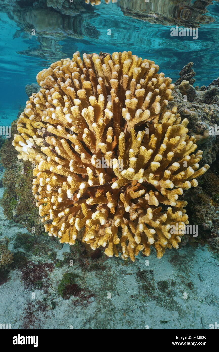 Il cavolfiore coral (Pocillopora) sott'acqua nella laguna di Huahine isola, oceano pacifico, Polinesia Francese Foto Stock