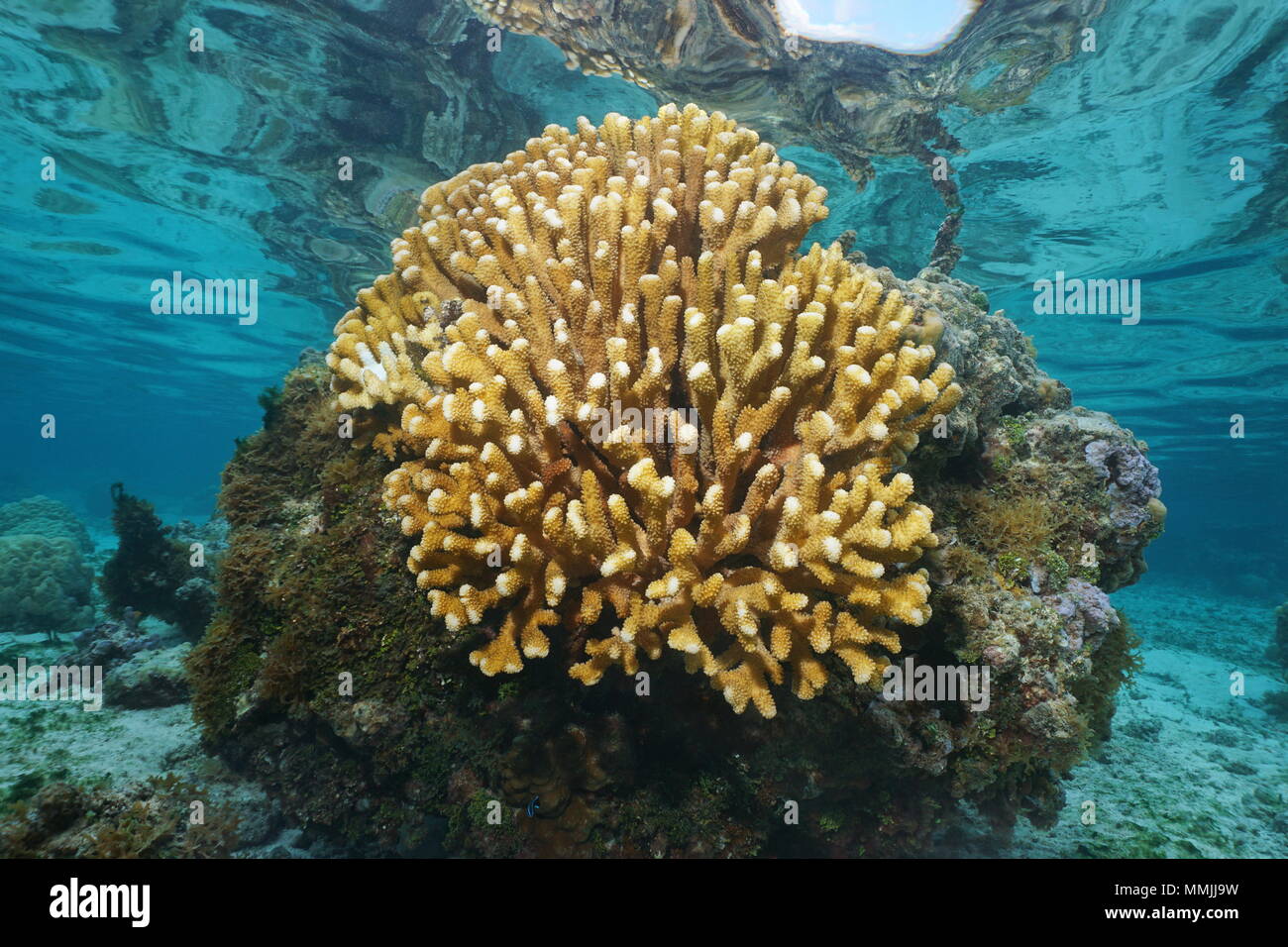 Pocillopora corallo cavolfiore sott'acqua, oceano pacifico, Huahine laguna, Polinesia Francese Foto Stock