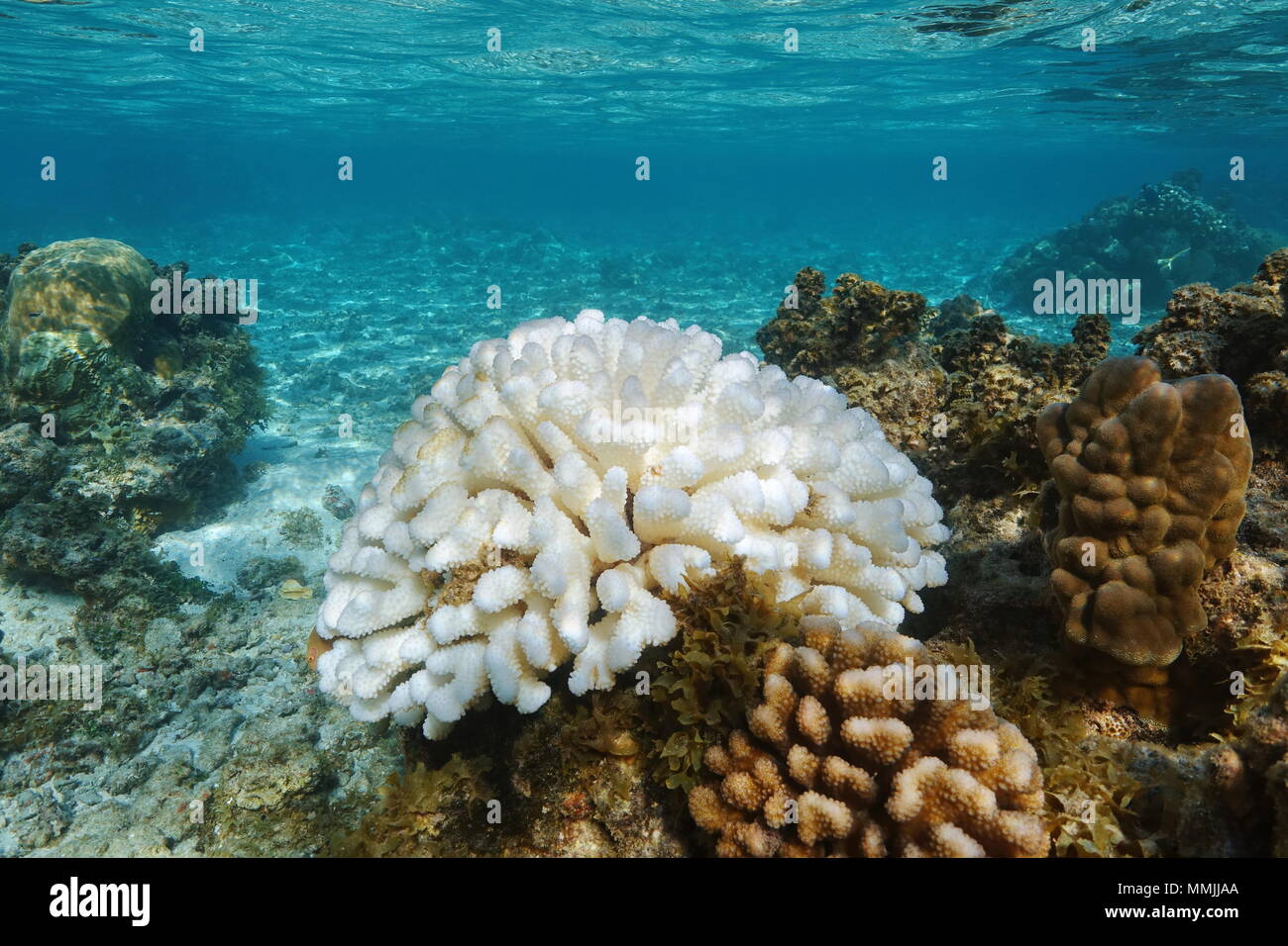 Coral Pocillopora sbiancata a causa di El Nino nell'Oceano Pacifico, Polinesia, Samoa americane Foto Stock