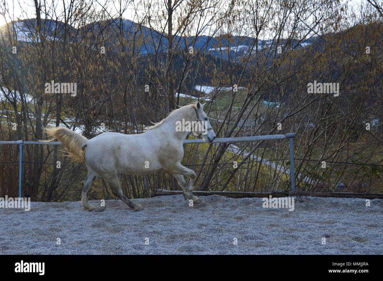 Happy jumping Young White Horse, lipizzaner Foto Stock