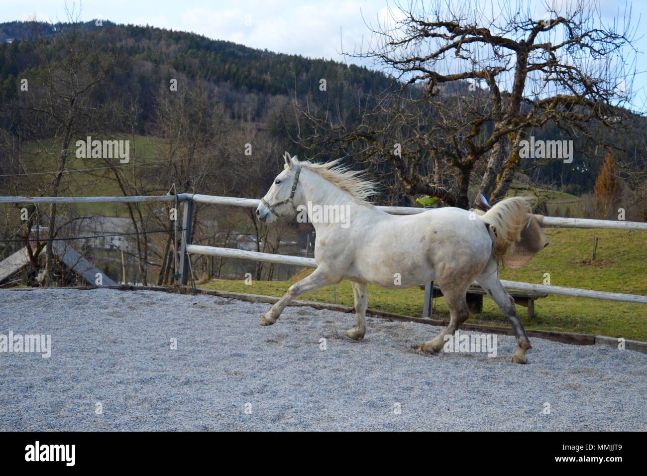 Happy jumping Young White Horse, lipizzaner Foto Stock