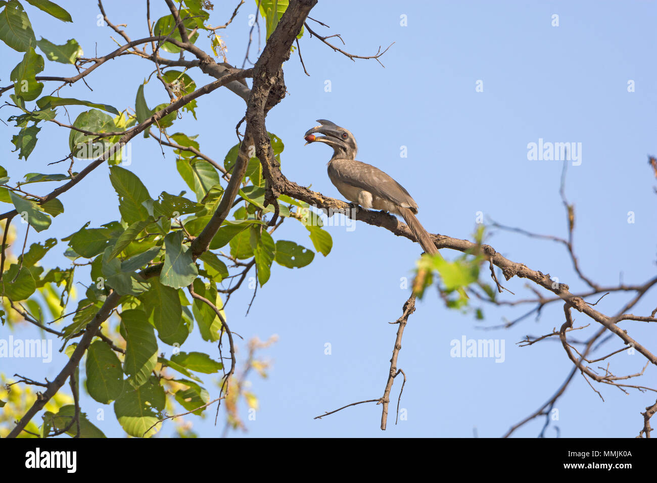 Grigio indiano Hornbill mangiare in un albero in Bandhavgarh National Park in India Foto Stock