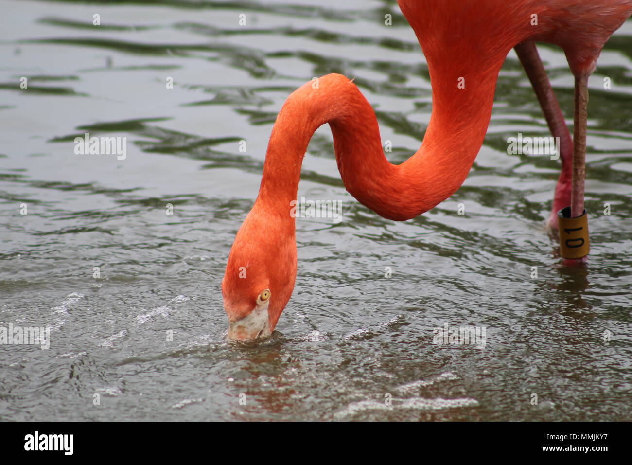 African cani da caccia Foto Stock