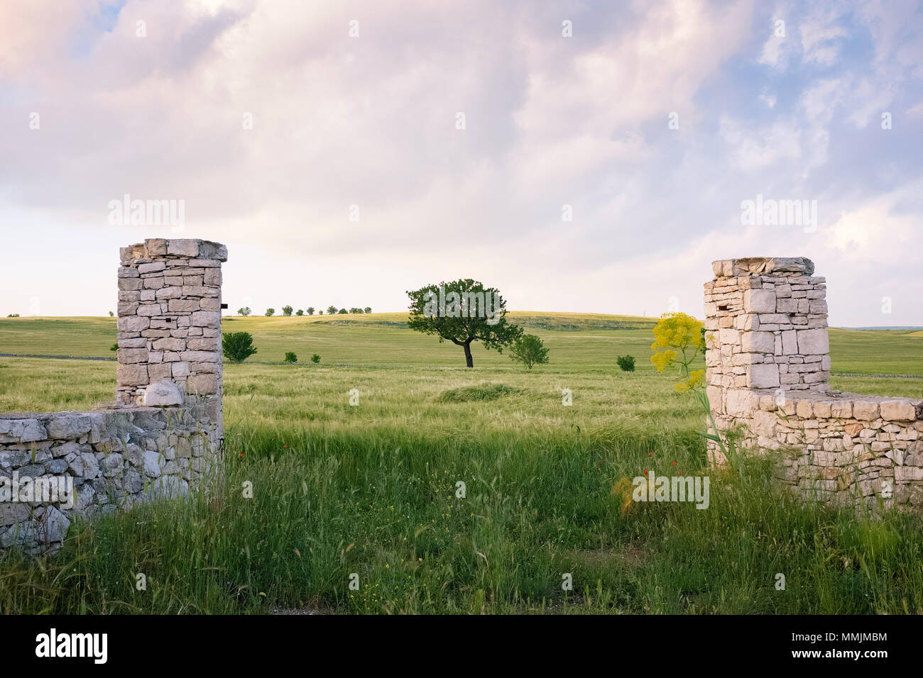 Paesaggio della campagna pugliese in primavera. L'Italia. Foto Stock