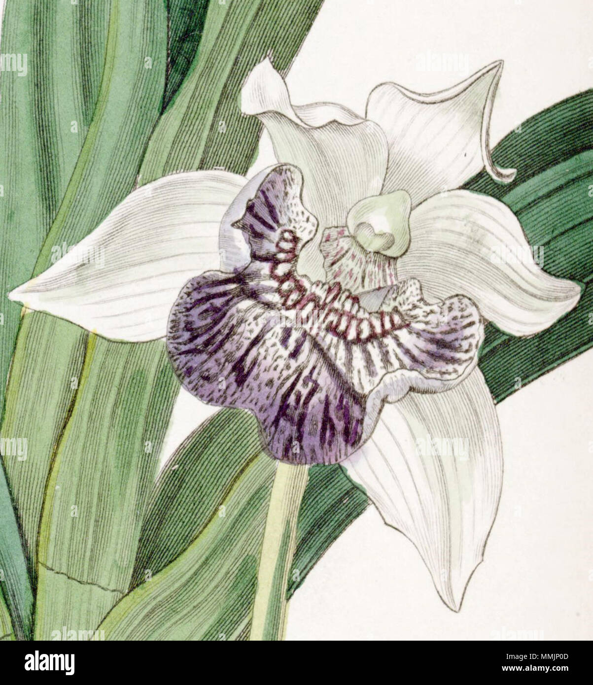 . Cochleanedhes flabelliformis (come syn. Zygopetalum cochleare) . 1836. Miss Drake (1803-1857) del., J. Watt sc. Cochleanedhes flabelliformis - Ritaglio - Edwards vol 22 pl 1857 (1836) Foto Stock