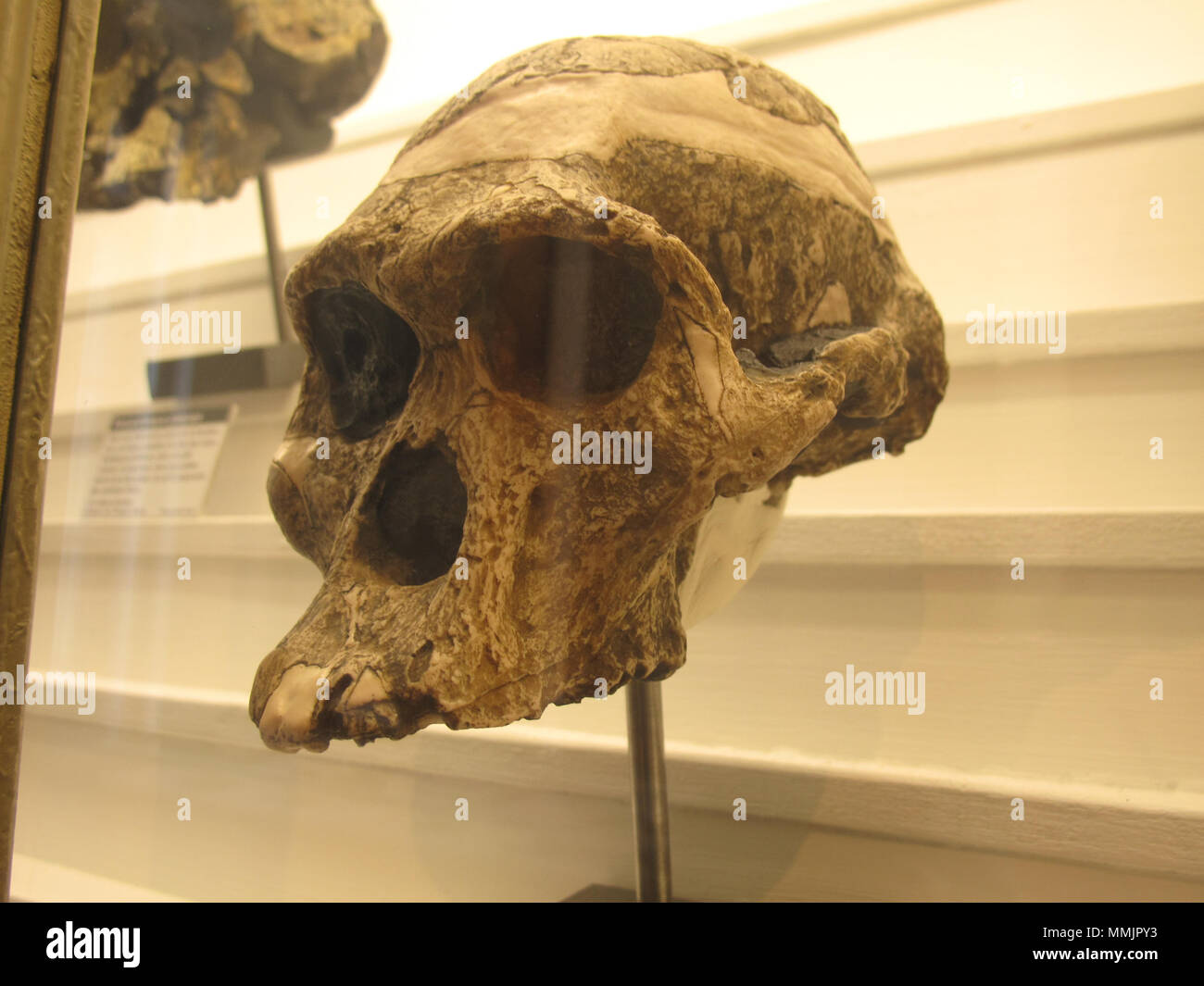 . Sul display a Losanna il Museo di Storia Naturale in palazzo Rumin Australopithecus africanus . Rama 64 Australopithecus africanus IMG 2926 Foto Stock