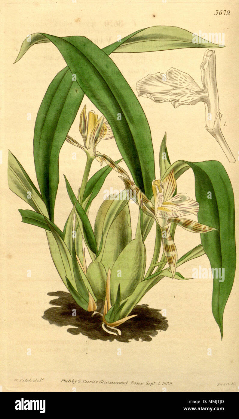 . Illustrazione di Aspasia variegata . 1839. Walter Hood Fitch (1817-1892) nomi alternativi W. H. Fitch; Walter H. Fitch; Fitch Descrizione incisore britannico e botanico, Data di nascita e morte 28 Febbraio 1817 14 gennaio 1892 Luogo di nascita e morte Glasgow Londra periodo di lavoro 1834-1888 competente controllo : Q1102060 VIAF:?ISNI 12458289:?0000 0000 8091 8938 ULAN:?500124398 LCCN:?n79120942 NLA:?36553990 WorldCat Aspasia variegata - Curtis v. 65 pl. 3679] Foto Stock