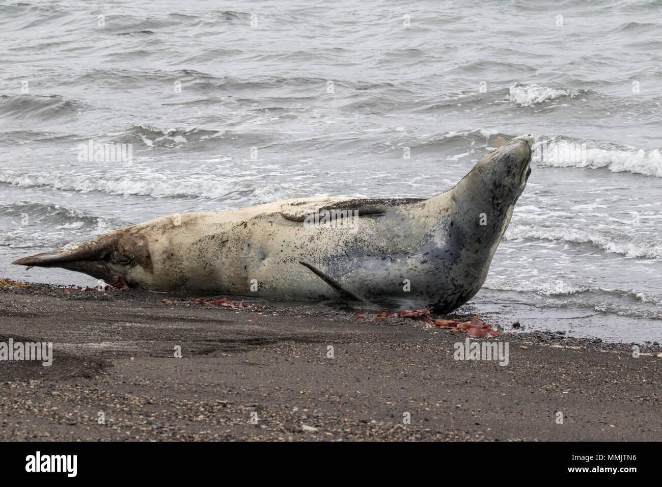 Guarnizione di leopard Hydrurga leptonyx adulto che giace sulla spiaggia di Isola Deception, Antartide Foto Stock