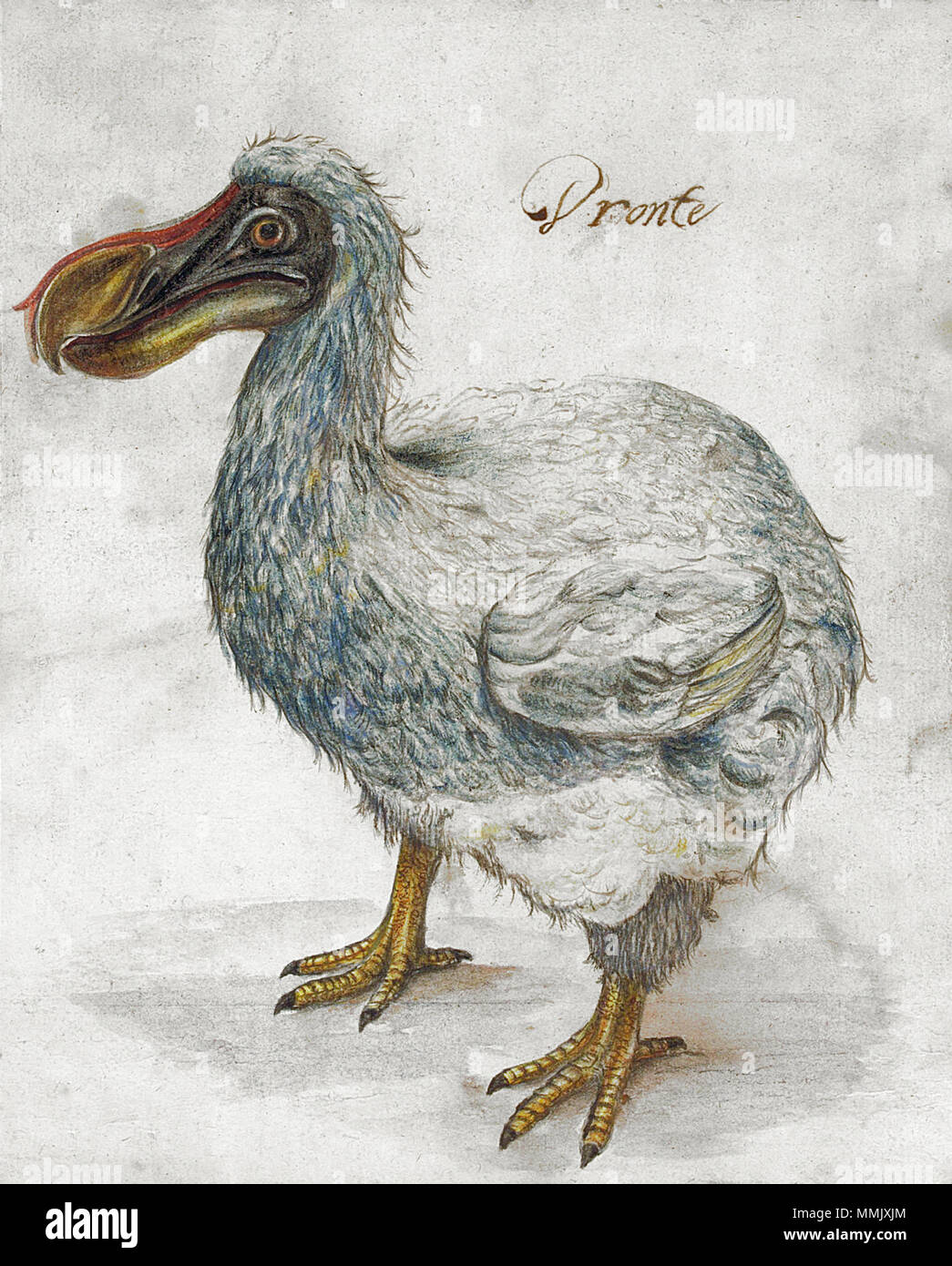 . Inglese: Scuola olandese del XVII secolo. Un dodo con iscrizione "ronte'. Tracce di gesso nero, acquerello, gomma arabica, marrone lavare le linee di framing. 10¼ x 8 3/8 in. (26 x 21 cm.) l'iscrizione su questo disegno, 'Dronte', è stato l'olandese del XVII secolo del nome per il dodo, sebbene in questo periodo fu anche usato in un certo numero di altre lingue tra cui il francese e italiano. . Il XVII secolo. Dronte sconosciuto del xvii secolo correzione colore Foto Stock