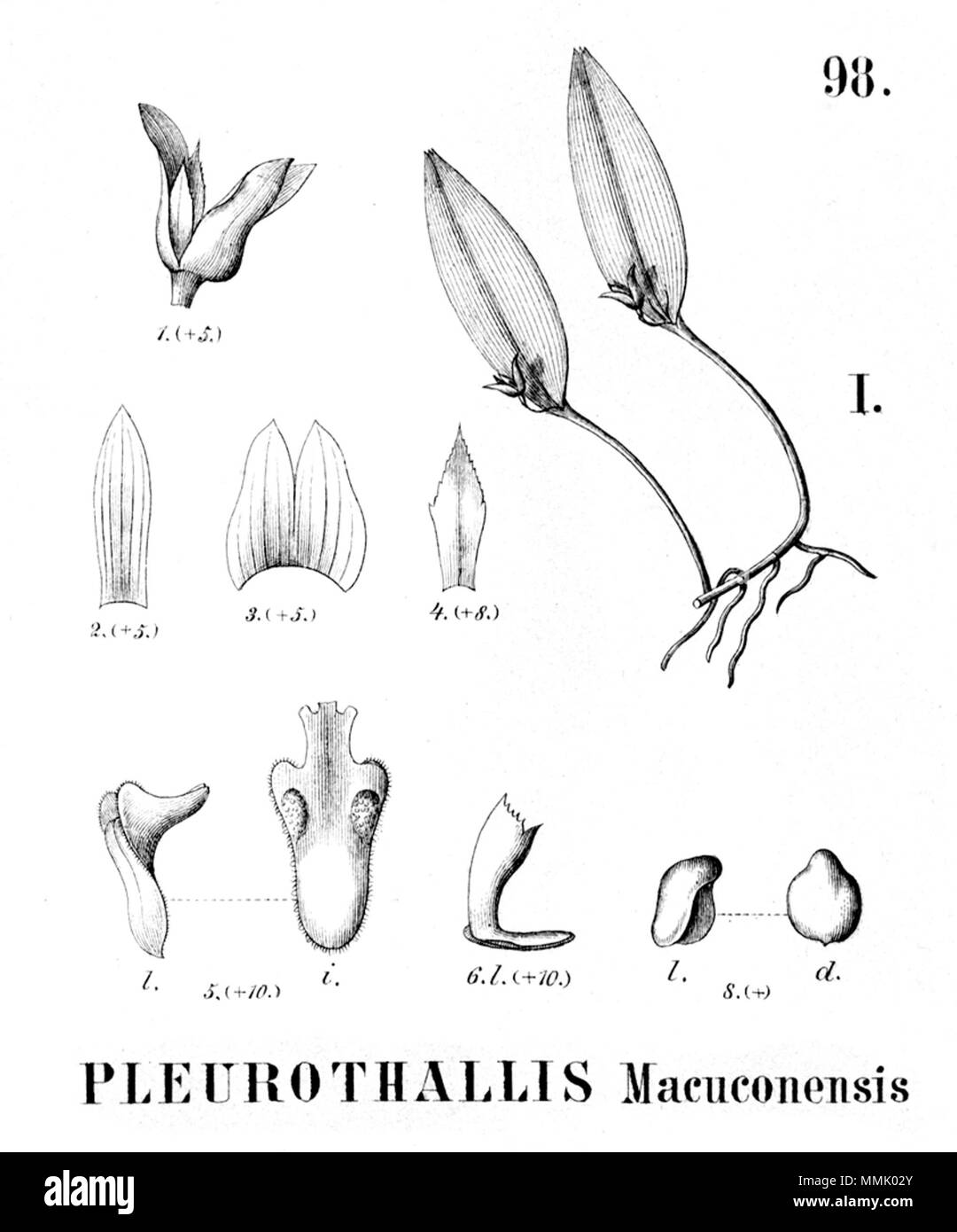 . Illustrazione di Acianthera macuconensis (come syn. Pleurothallis macuconensis) . 1896. Alfred Cogniaux (1841 - 1916) 25 Acianthera macuconensis (come Pleurothallis macuconensis) - intaglio dalla flora Brasiliensis 3-4-98 fig i Foto Stock