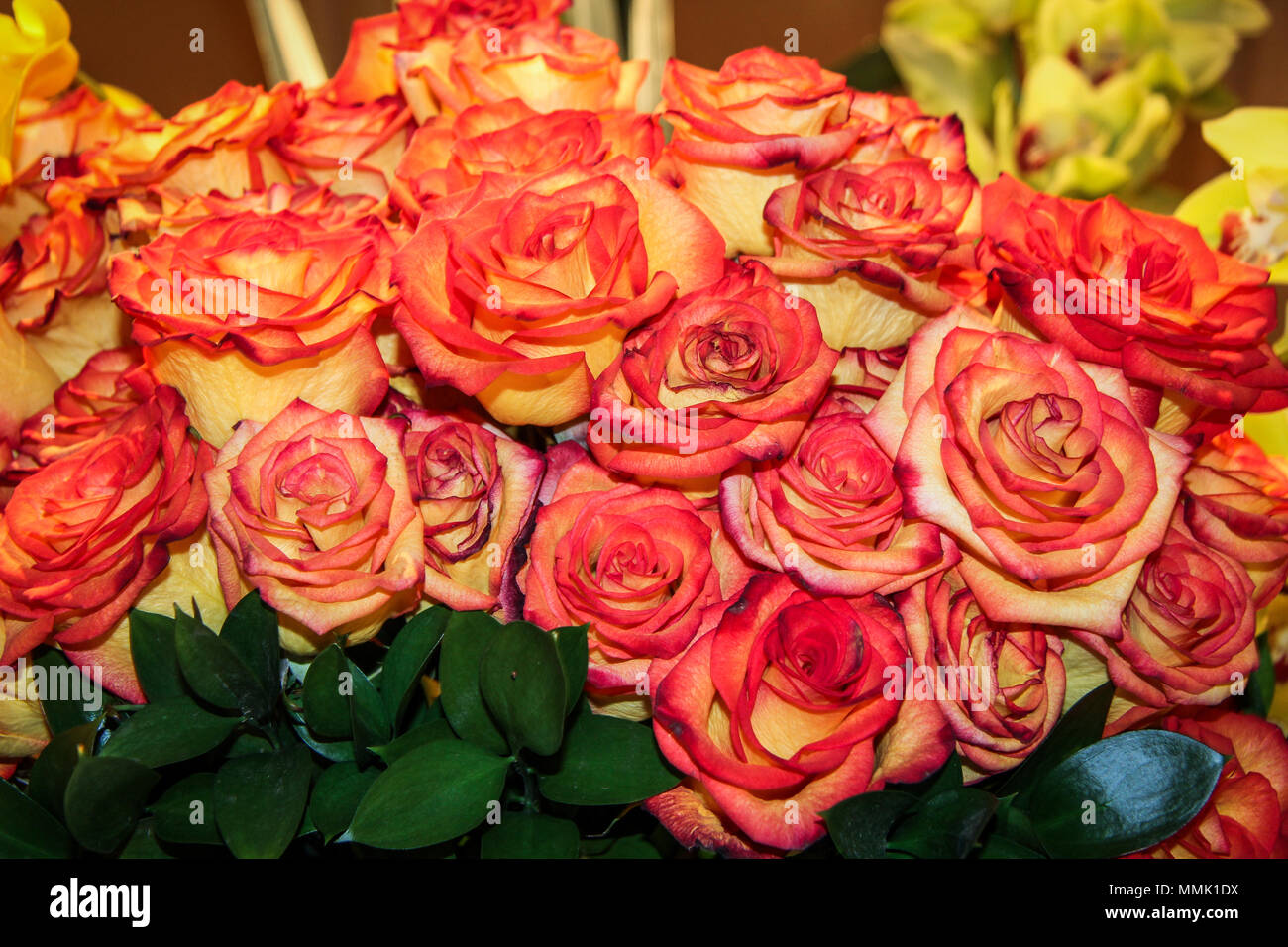 Orange roses a Bellagio Hotel in Las Vegas Nevada Foto Stock