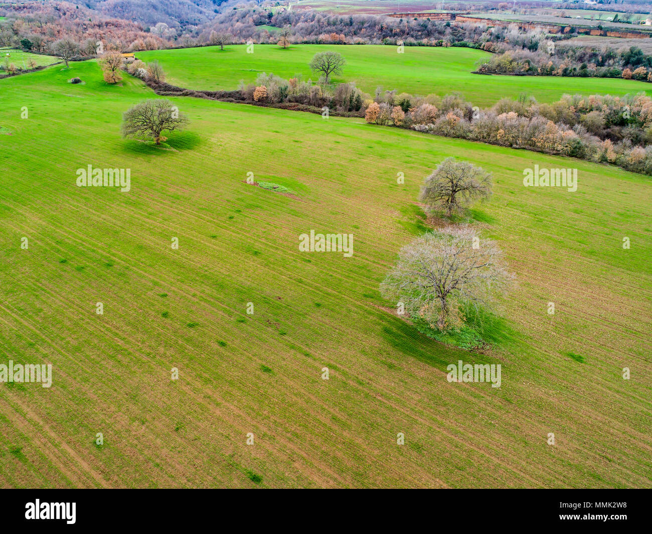 Vista aerea di alberi in un campo arato in Italia. Foto Stock