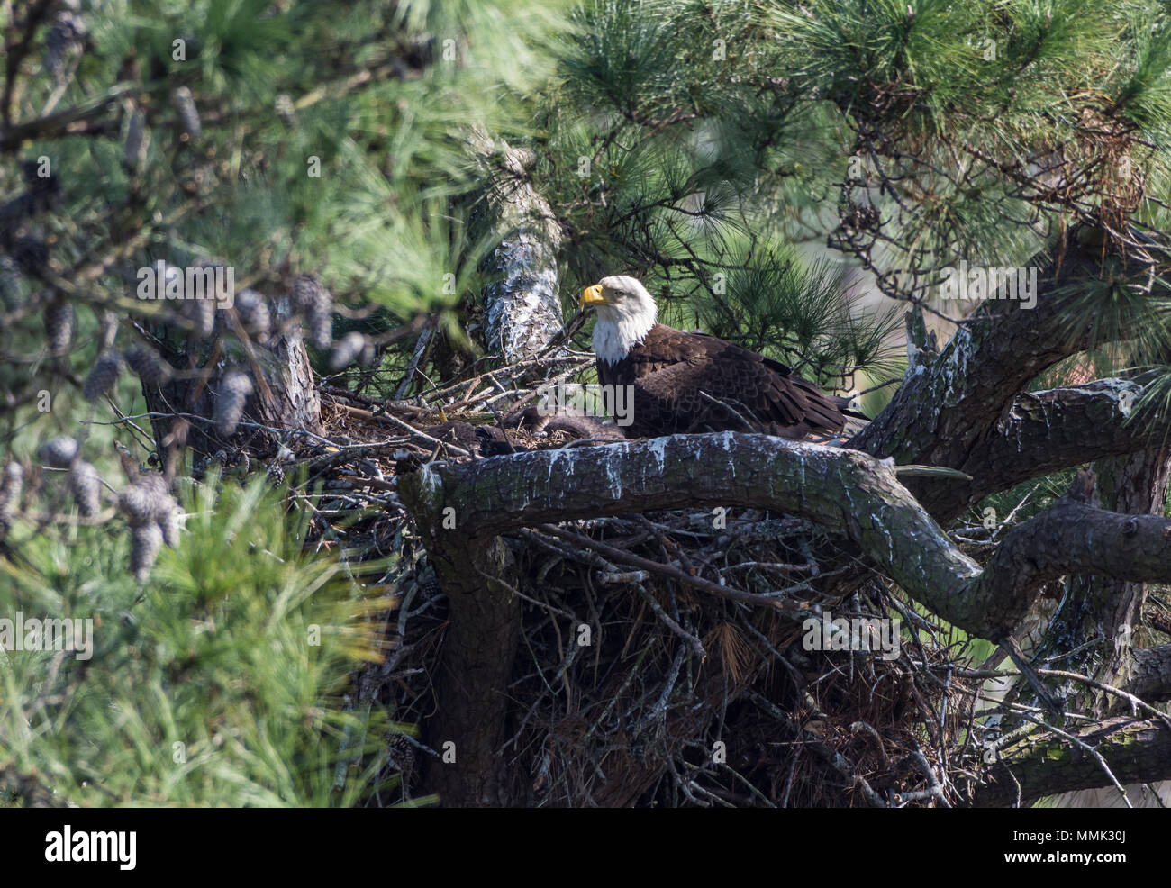 Una famiglia di aquile calve (Haliaeetus leucocephalus) , un adulto e due pulcini, nel loro nido. Molla, Texas, Stati Uniti d'America. Foto Stock