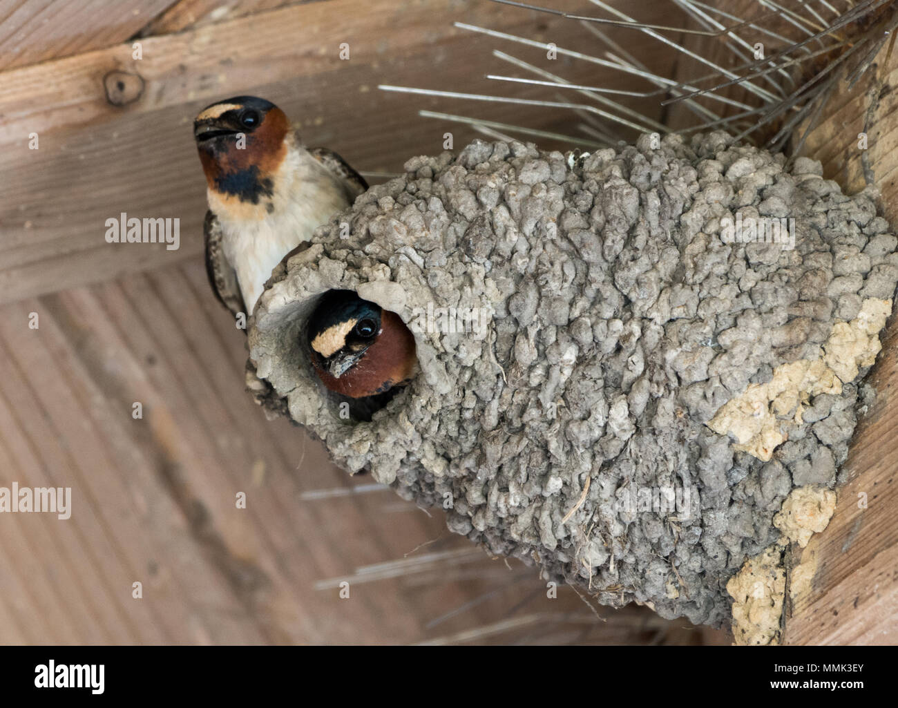 Una coppia di Cliff rondini (Petrochelidon pyrrhonota) costruendo il loro nido con argilla. Anahuac National Wildlife Refuge, Texas, Stati Uniti d'America. Foto Stock