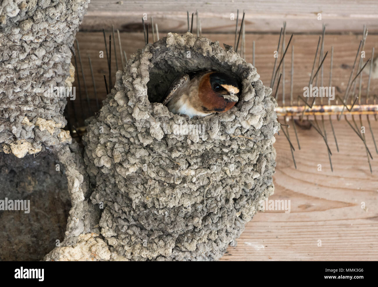 Una scogliera Swallow (Petrochelidon pyrrhonota) costruendo il loro nido con argilla. Anahuac National Wildlife Refuge, Texas, Stati Uniti d'America. Foto Stock