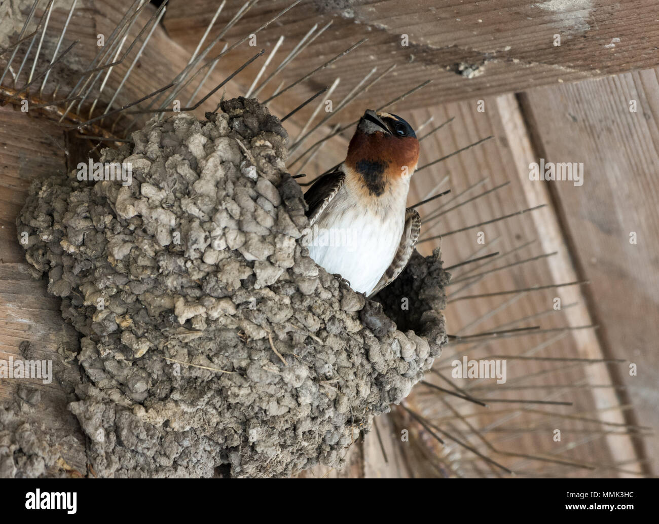Una scogliera Swallow (Petrochelidon pyrrhonota) costruendo il loro nido con argilla. Anahuac National Wildlife Refuge, Texas, Stati Uniti d'America. Foto Stock