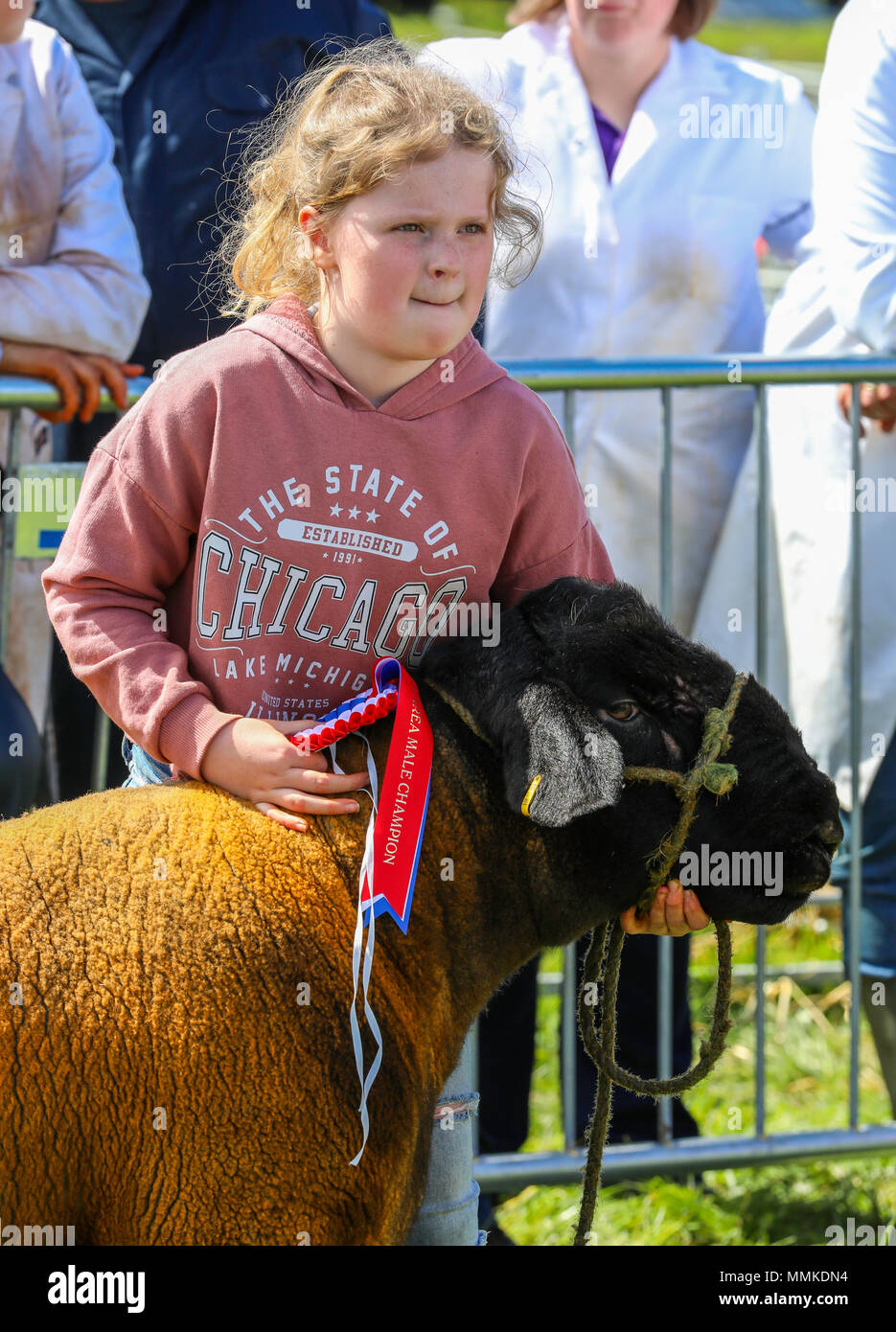 Ayrshire, Regno Unito. Il 12 maggio 2018. In una calda e soleggiata giornata di maggio, annuale di contea di Ayr Show tenutosi a Ayr Race Course ha attratto centinaia di partecipanti ai concorsi di allevamento e anche migliaia di spettatori. Così come i soliti concorsi per bovini, ovini e pollame, non ci sono premi in palio per i vincitori del maschio e femmina " i giovani agricoltori rimorchiatore di guerra " la concorrenza e per il miglior decorate autocarro Credito: Findlay/Alamy Live News Foto Stock