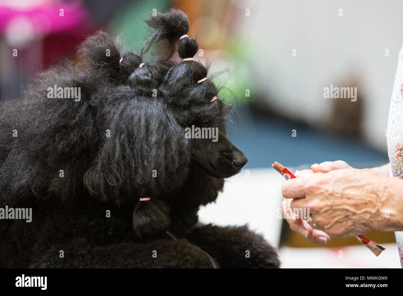 Dortmund, Germania. Il 12 maggio 2018. Gatti standard prima di un concorso. Uno dei più grandi del cane e del gatto mostra Hund & Katz avviene con più di 8000 Cani da 250 diverse razze dal 11 al 13 maggio a Westfalenhallen fiera a Dortmund. Credito: 51Nord/Alamy Live News Foto Stock