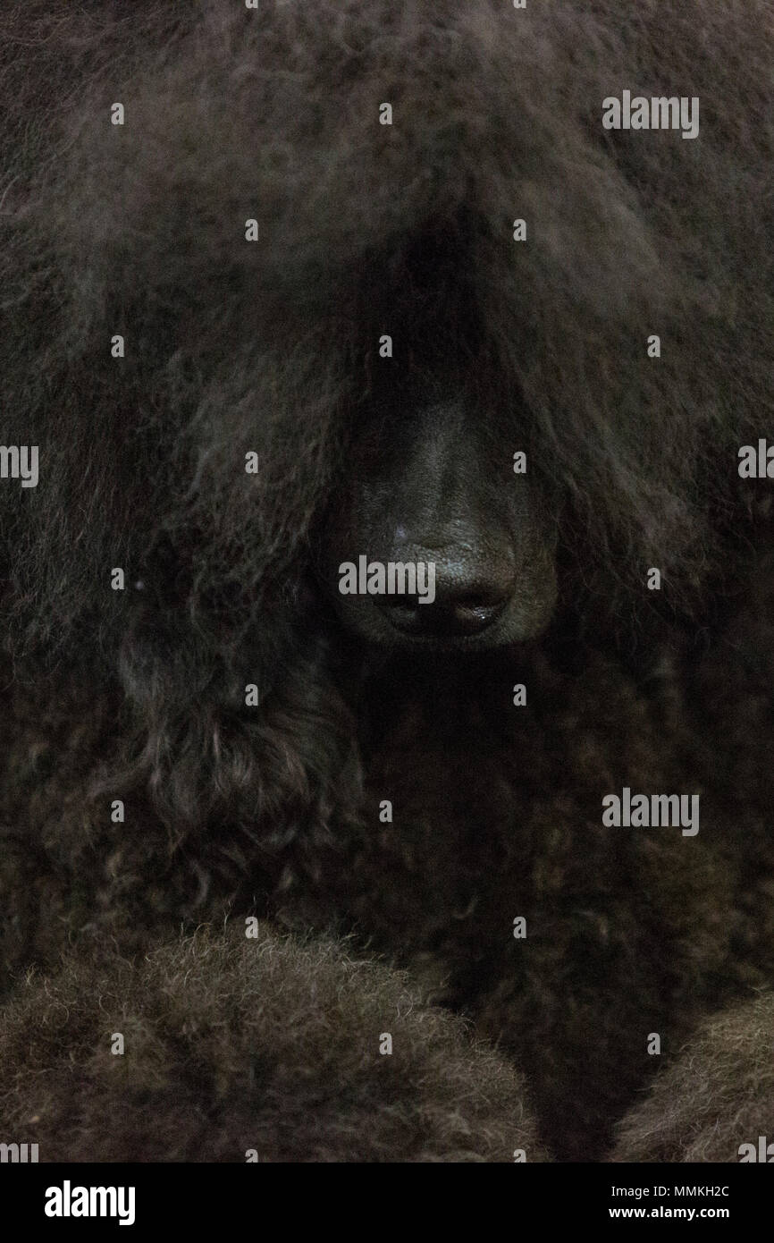 Dortmund, Germania. Il 12 maggio 2018. Ritratto di un nero barboncino Standard. Uno dei più grandi del cane e del gatto mostra Hund & Katz avviene con più di 8000 Cani da 250 diverse razze dal 11 al 13 maggio a Westfalenhallen fiera a Dortmund. Credito: 51Nord/Alamy Live News Foto Stock