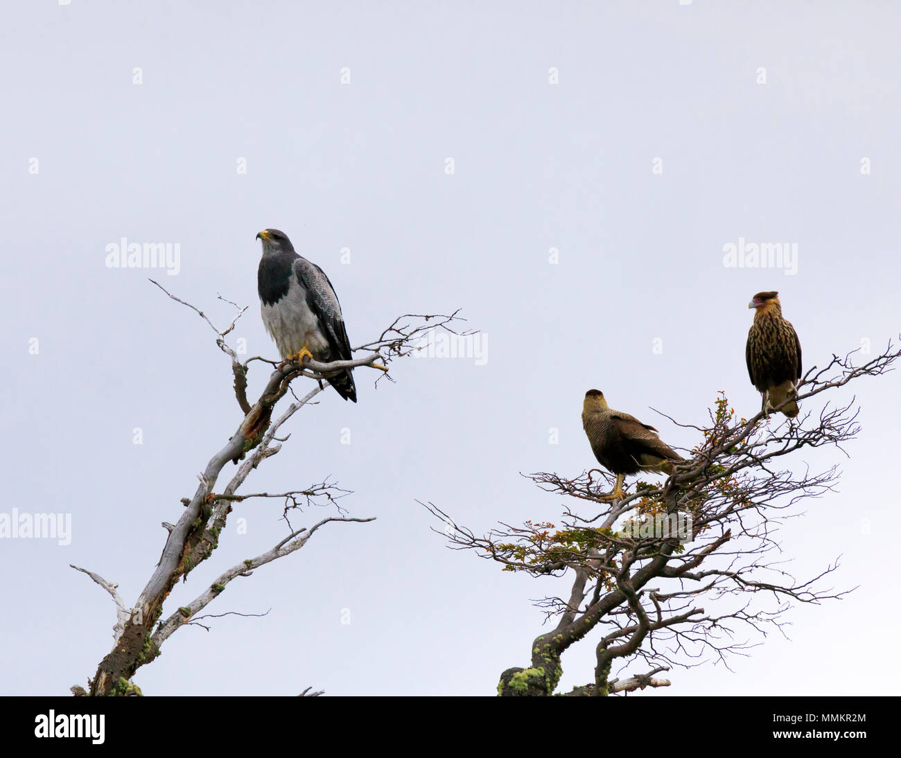 Nero-chested Poiana-eagle, Geranoaetus melanoleucus e sud del Crested Caracara; Caracara plancus, per adulti e bambini Foto Stock