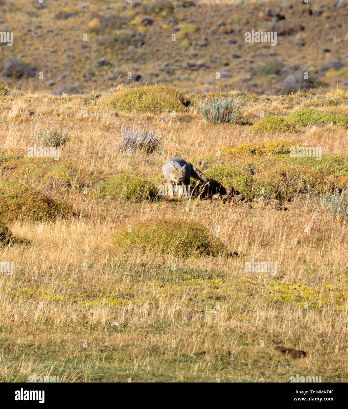 Sud Americana gray fox; Lycalopex griseus Foto Stock
