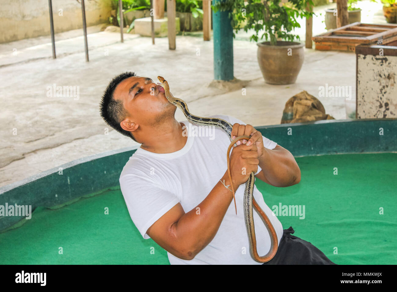 Mae Rim, Chiang Mai, Thailandia - Luglio 25, 2011: Snake trainer baciare un cobra reale in Mae Sa fattoria di serpenti. famosa in tutto il mondo perché hanno girato alcune scene di John Rambo film. Questi formatori è in grado di gestire un gran numero di specie di serpente, molti di loro sono molto pericolosi e hanno ancora il loro veleno, come mostrato durante la mostra come essi prendere il veleno da cobra denti Foto Stock