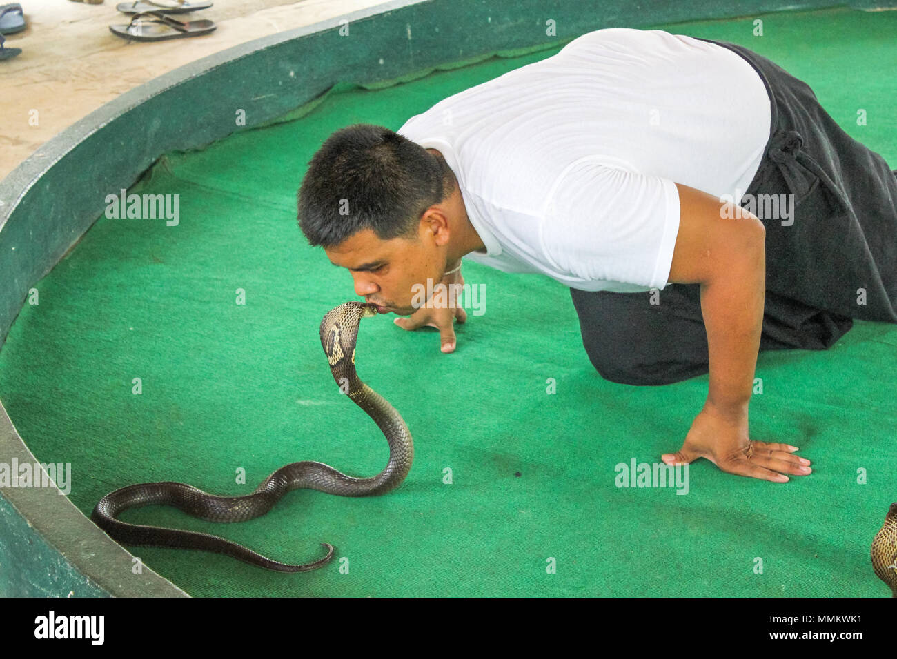 Mae Rim, Chiang Mai, Thailandia - Luglio 25, 2011: Snake trainer baciare un cobra reale in Mae Sa fattoria di serpenti. famosa in tutto il mondo perché hanno girato alcune scene di John Rambo film. Questi formatori è in grado di gestire un gran numero di specie di serpente, molti di loro sono molto pericolosi e hanno ancora il loro veleno, come mostrato durante la mostra come essi prendere il veleno da cobra denti Foto Stock