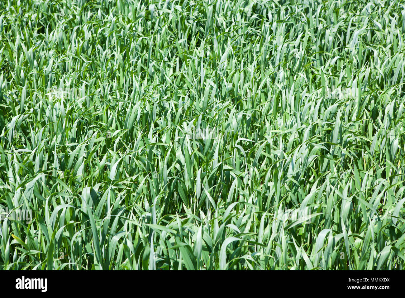 Un campo verde con giovani piante di frumento nella campagna francese in primavera, a schermo intero Foto Stock