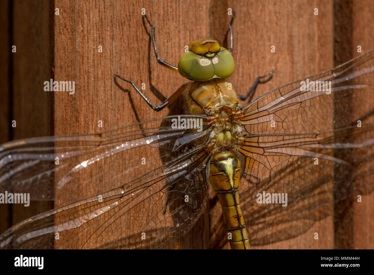 Libellula Foto Stock