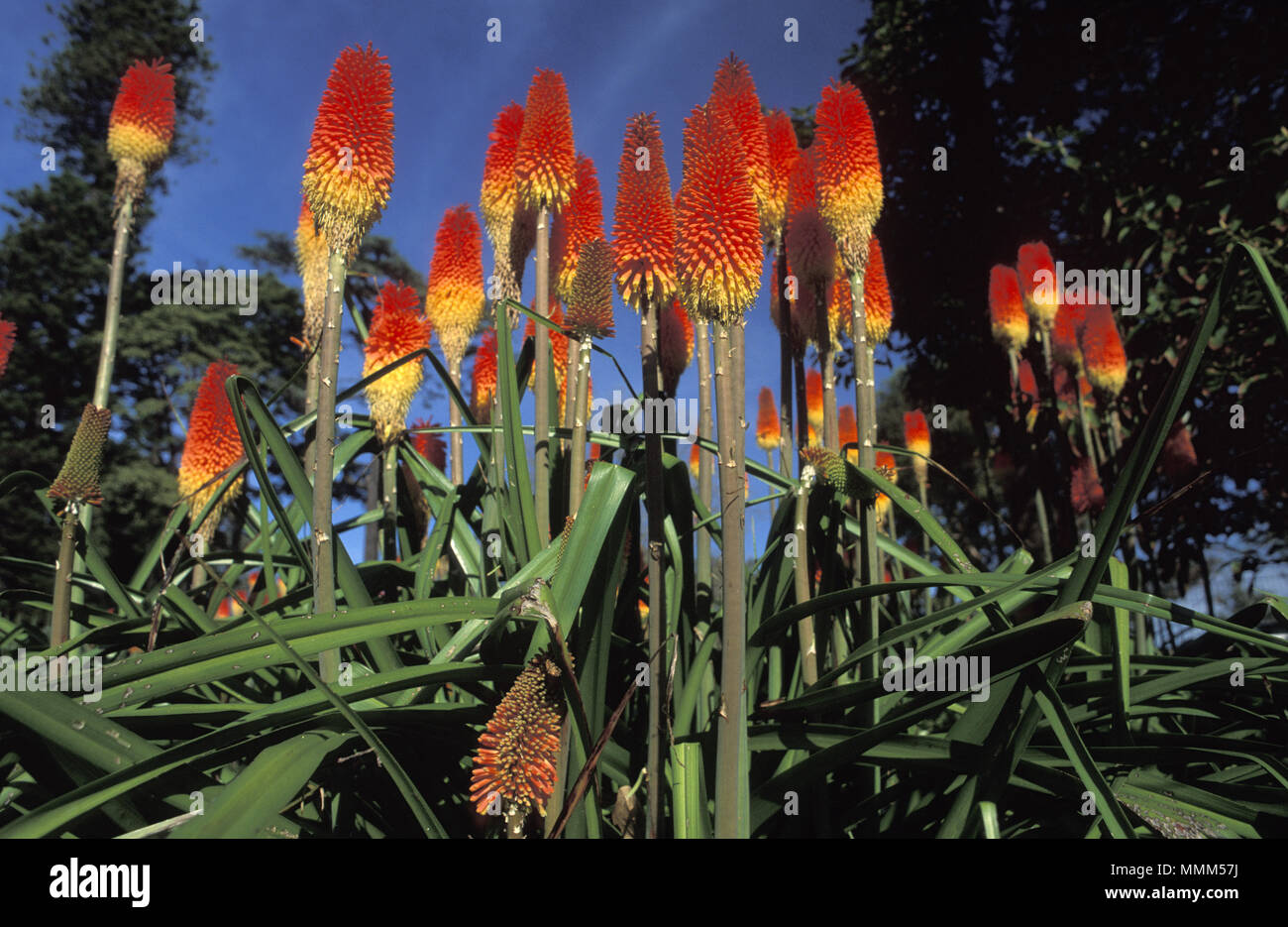 RED HOT POKERS (KNIPHOFIA CAULESCENS) Foto Stock