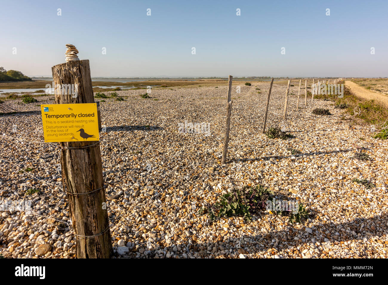 Il lato ovest del porto Pagham Riserva Naturale, West Sussex, Regno Unito. Foto Stock Il lato ovest del porto Pagham Riserva Naturale, West Sussex, Regno Unito. Foto Stock