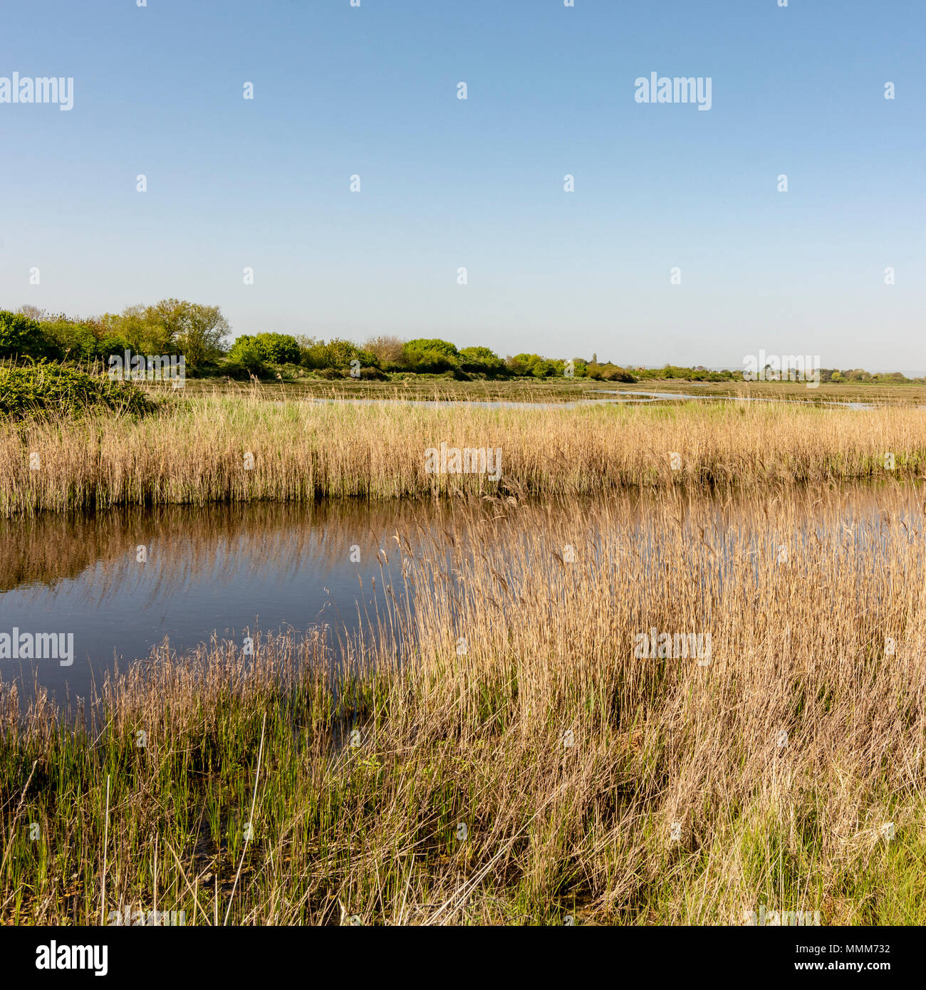 Il lato ovest del porto Pagham Riserva Naturale, West Sussex, Regno Unito. Foto Stock Il lato ovest del porto Pagham Riserva Naturale, West Sussex, Regno Unito. Foto Stock