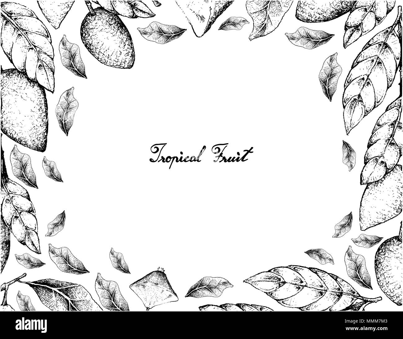 Frutti tropicali, illustrazione Telaio del lato Bozzetto Cambuci o Campomanesia Phaea e Wampee o Clausena Lansium frutti isolato su bianco Backgro Illustrazione Vettoriale