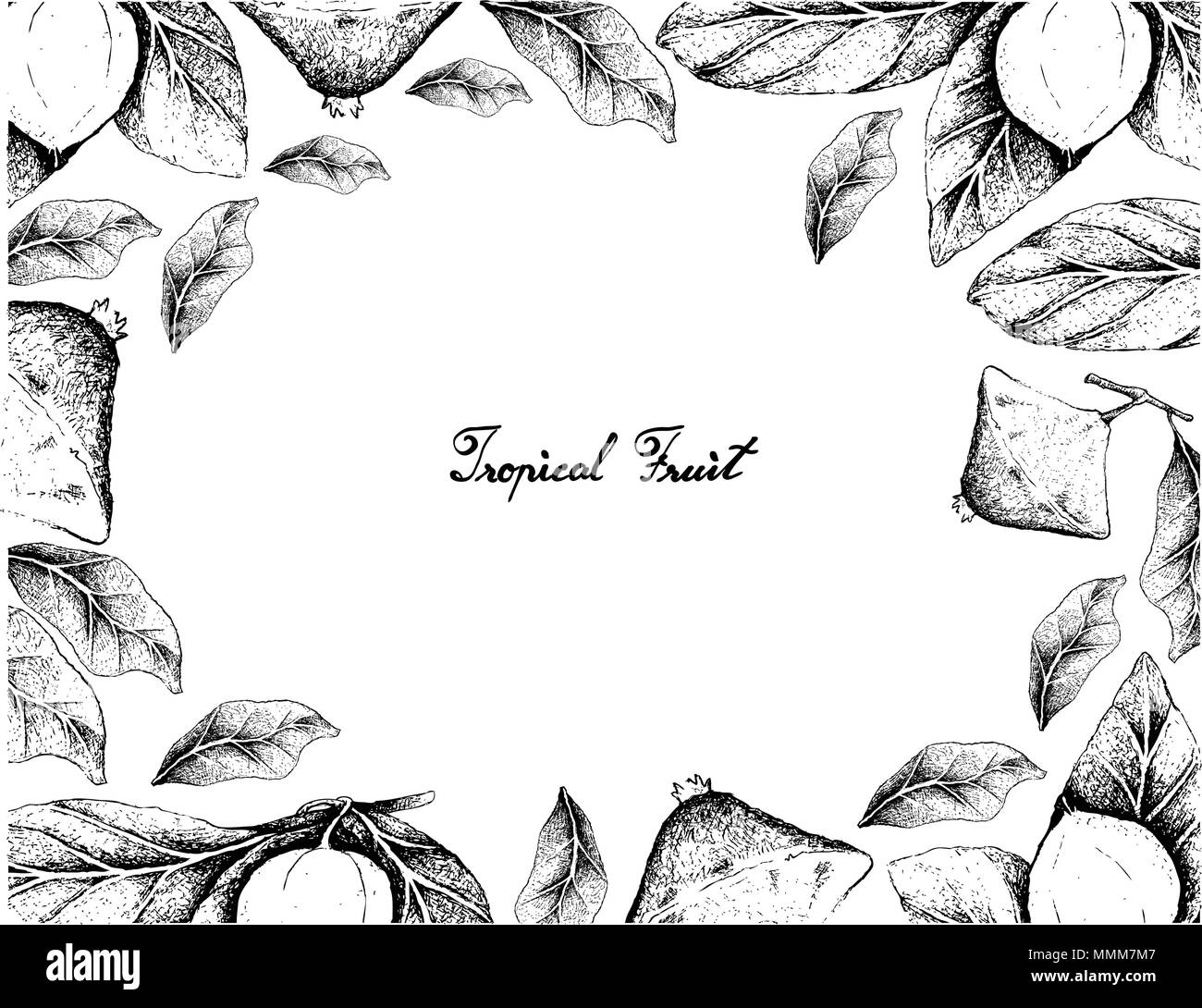 La frutta tropicale, illustrazione Telaio del lato Bozzetto Nance o Byrsonima crassifolia e Cambuci o Campomanesia Phaea frutti isolato sul retro bianco Illustrazione Vettoriale