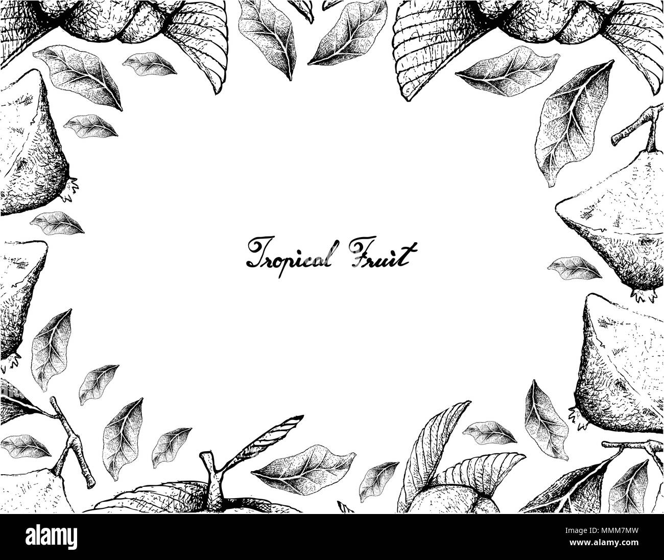 Frutti tropicali, illustrazione Telaio del lato Bozzetto Cambuci o Campomanesia Phaea e Chalta, elefante Apple o Dillenia Indica frutti o isolato Illustrazione Vettoriale