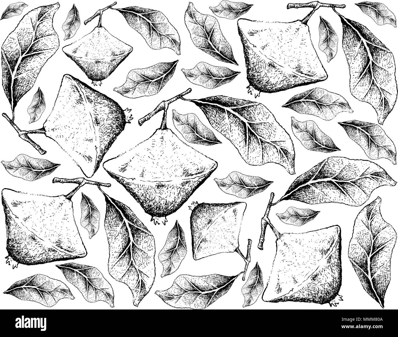 Frutti tropicali, illustrazione Wallpaper di mano il bozzetto Cambuci o Campomanesia Phaea frutto isolato su sfondo bianco. Illustrazione Vettoriale