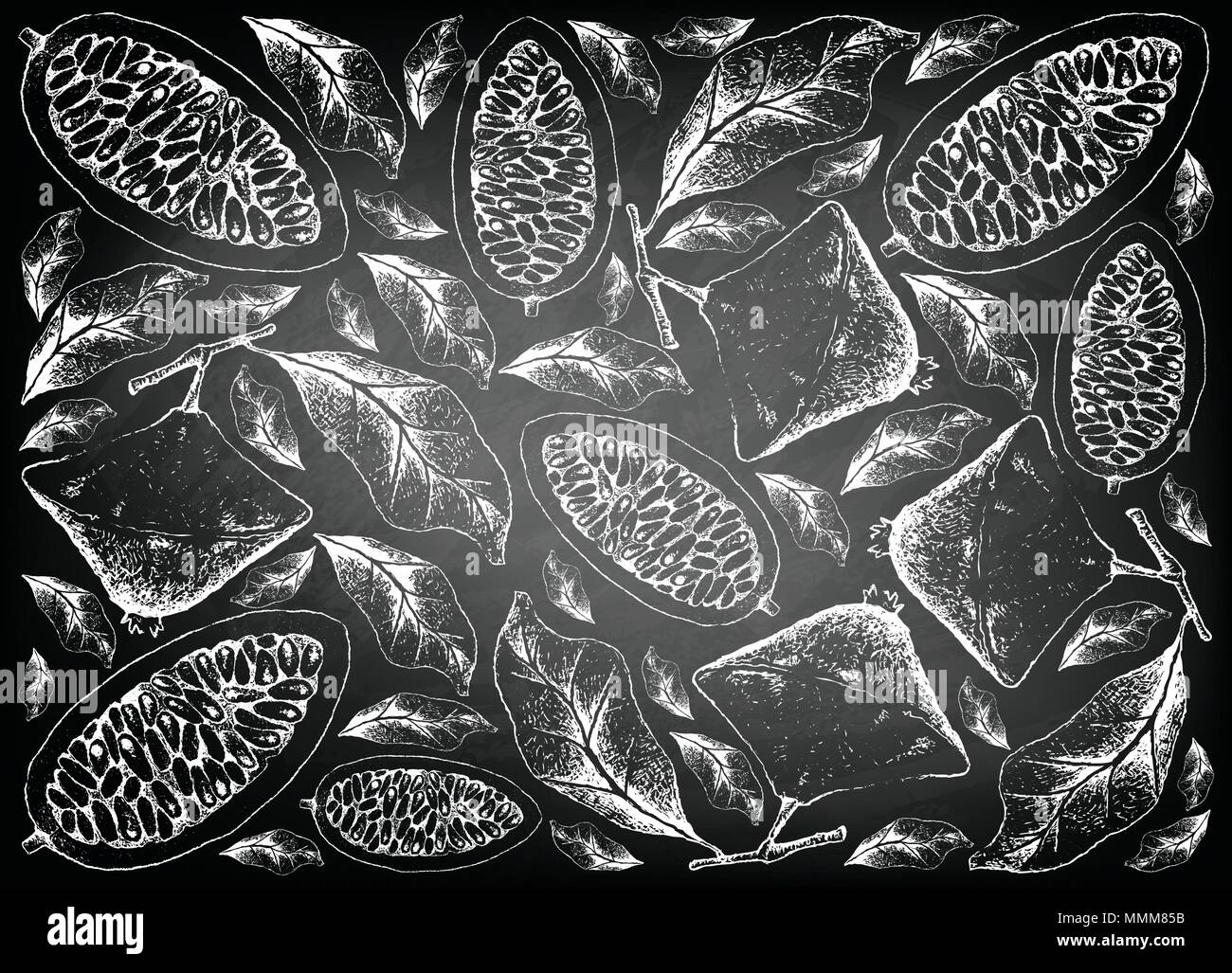 Frutti tropicali, immagine di sfondo di mano il bozzetto Cambuci o Campomanesia Phaea frutto sulla lavagna. Illustrazione Vettoriale