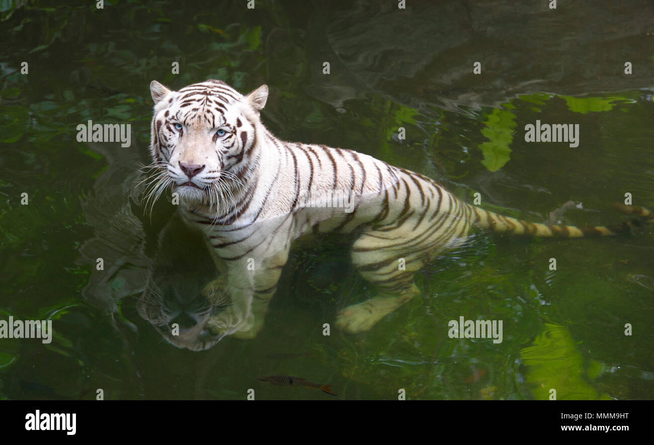 Tiger in acqua. Tigre bianca del Bengala tenendo bagno in un fiume cercando orinato Foto Stock