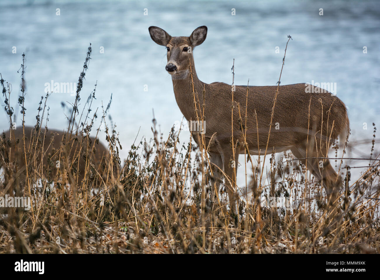 Due White Tailed Deer doe avviso in piedi accanto a una banca di fiume. Foto Stock