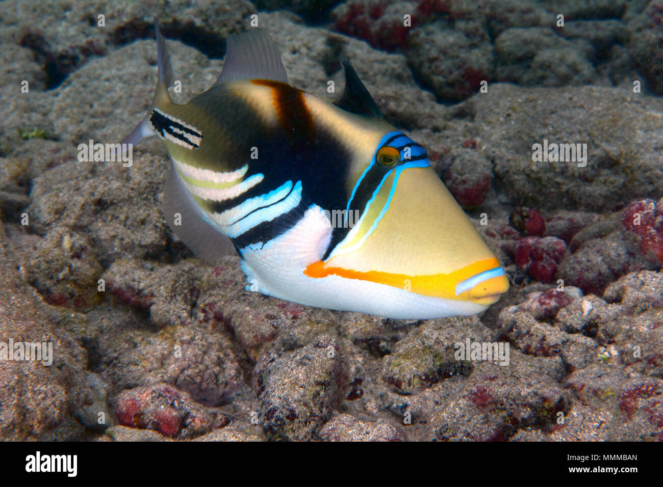 Laguna pesci balestra o humuhumunukunukuapuaa, Rhinecanthus aculeatus, Hanauma Bay Nature Preserve, Oahu, Hawaii, STATI UNITI D'AMERICA Foto Stock